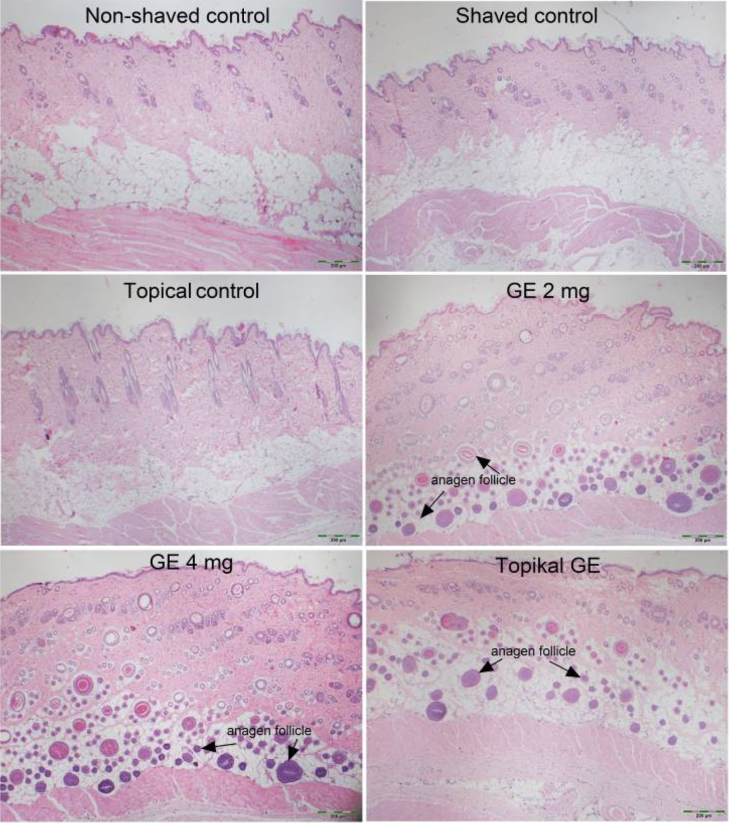 Histological effects of garlic exosomes on rat skin.